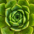 © mun - Close-up of green succulent plant.