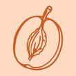 © Liudmila - Plum Half Line Art Botanical Fruit Element with Pit Detail for Organic Food Packaging Harvest Graphics Orchard Branding and Educational Materials