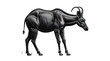 © Chhobi Bazaar - Addax antelope with striped markings digital painting on black background
