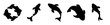 © Tanjila - Black dolphin icons in playful poses - Set of five stylish black dolphin icons showing dynamic leaps and spins for web and graphic design projects.