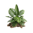 © Sraboni - Green tropical houseplant in decorative pot