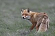 © Schulz Helge/imageBROKER - Red fox fähe (Vulpes vulpes) hunting mice, hunting, prey, Denmark