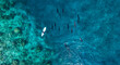 © Westend61 - Aerial view of man on surfboard near pod of dolphins in blue sea