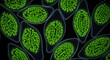 © Fire - Green spherical cells filling oval shapes on dark background