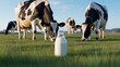 © Zohaib - Glass bottle of fresh organic milk standing on green grass field with black and white cows grazing in background