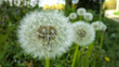 © Filipo - Dandelion showing seeds ready to fly with blurred background