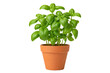 © Sapphire - Vibrant green basil plant in a terracotta pot, ready for culinary use