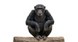 © Sapphire - Intelligent adult chimpanzee sitting on a log with a neutral expression