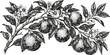 © sakib - Citrus branch with ripe oranges and blossoms detailed in an antique engraving style against a white background for natural product design