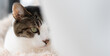 © rai - 気になって見つめる可愛い猫　キジトラ白