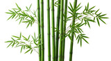 Fresh green bamboo stalks and leaves isolated on transparent background