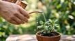 © Andara - Watering succulent plant with copper watering pot, gardening