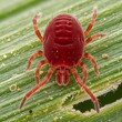 © dena - Red Spider Mite Crawling on Green Leaf in Macro Nature Detail