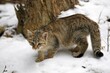 © Ottfried Schreiter/imageBROKER - Wildcat (Felis silvestris) in the snow, Lahn-Dill-Kreis, Taunus, Hesse, Germany