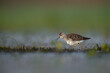 © DK Visuals  - Wood Sandpiper Calling