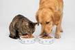 © Meow Creations - Golden retriever dog and tabby cat contentedly eating wet pet food from matching bowls side by side
