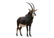 © MD - Full body portrait of a majestic sable antelope standing in profile, showcasing its dark coat and long curved horns isolated on white background