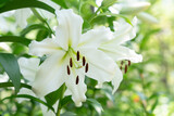 日比谷公園のユリ花壇