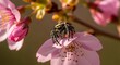 © Iwak - Busy honeybee collecting pollen on a pink blossom in spring garden
