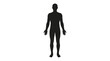 © Biru - Male human body silhouette standing in anatomical position