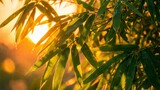 Fresh green bamboo leaves glow brightly under the warm golden light of the setting summer sun