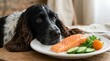 © Dean - Black spaniel dog intently watching a plate of fresh salmon with cucumber garnish