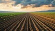 © Intelligent Horizons - Expansive rural landscape featuring meticulously tilled soil and rows of vibrant green young plants reaching towards the horizon under a breathtaking sunset sky with dramatic clouds