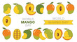 © Tarino - Colorful illustration of mangoes