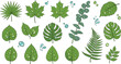 © Ratna - Green Tropical Leaves Collection with Water Drops Monstera Fern Palm and Eucalyptus Vector Set