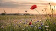 © MuhammadSaifur - Beautiful wildflower field at sunrise with red poppies and blue cornflowers