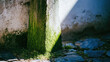 © lemonmoon - Green algae concrete wall in courtyard corner with soft blue light and moss growth, deserted textured background