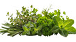 © Gabriela - Fresh herbs assortment rosemary mint parsley thyme dill