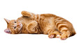 © Julia - Orange tabby cat lying on its back, playful pose