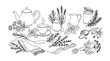 © Haseeb's Work - Herbal tea collection, hand-drawn vector illustration set of natural ingredients, hot beverages, and aromatic herbs for wellness and relaxation. Botanical line art for health and organic product