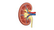 © dgombes - Internal anatomy of human kidney cross section diagram