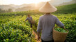 © Nusrat - Scenic plantation with workers collecting fresh leaves in woven baskets symbolizes agriculture, sustainability, and the cultural heritage of tea farming under warm natural light.