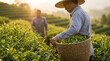 © Nusrat - A worker with a straw hat and a basket filled with fresh leaves highlights traditional tea harvesting, manual labour, and the serene beauty of plantations under warm morning sunlight.