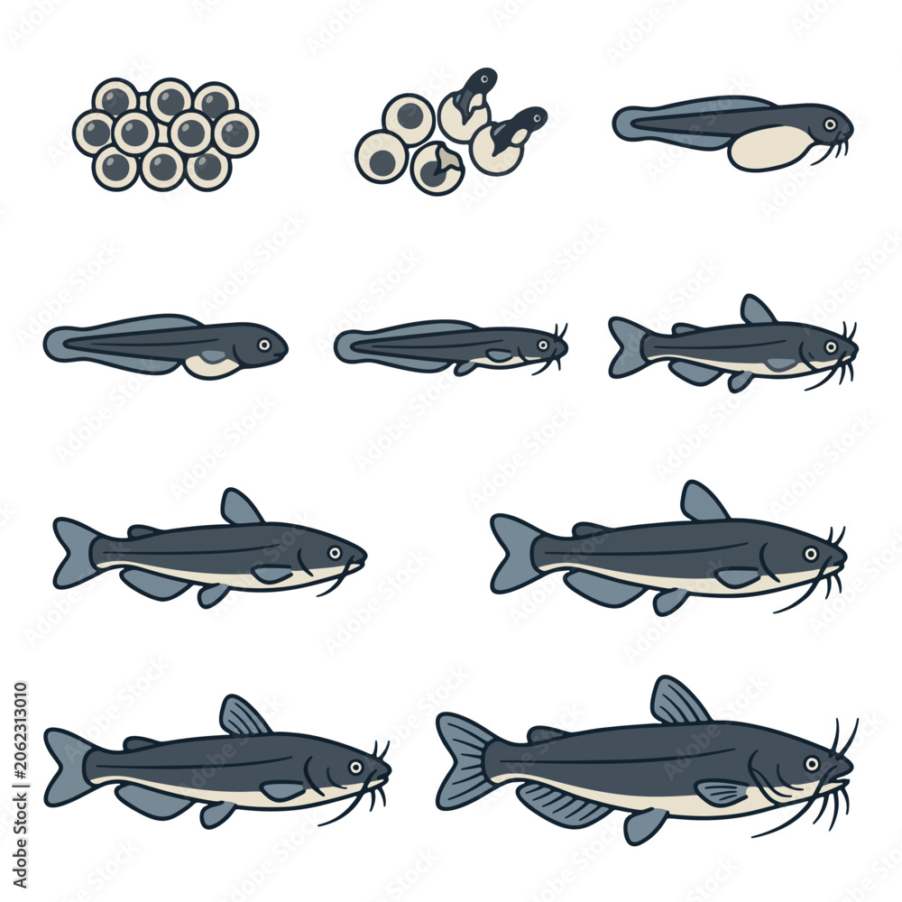 Catfish Life Cycle and Growth Stages from Eggs and Larva to Adult Fish ...