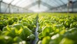 © wanmai - Fresh green lettuce crops growing in neat rows inside a commercial hydroponic greenhouse
