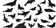 © Remi - Seal and Sea Lion Black Silhouette Icon Set Vector Illustration Featuring Marine Mammals in Various Poses for Aquatic Wildlife and Ocean Conservation Designs