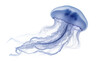 © Isadora - Translucent blue jellyfish with long flowing tentacles