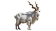 © Maelle - Markhor goat with long spiraling horns and white shaggy fur