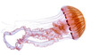 © darietta - Orange and pink jellyfish with long tentacles floating