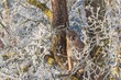 © photoholic/imageBROKER - An adult female cougar (Puma concolor) sits high up in a frost-covered oak tree on a sunny, cold winter day. Captive