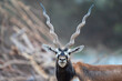 © Travel 'n' Lifestyle - View of a male blackbuck with long spiral horns looking at the camera in its natural habitat at Blackbuck National Park in Velavadar, Gujarat, India.
