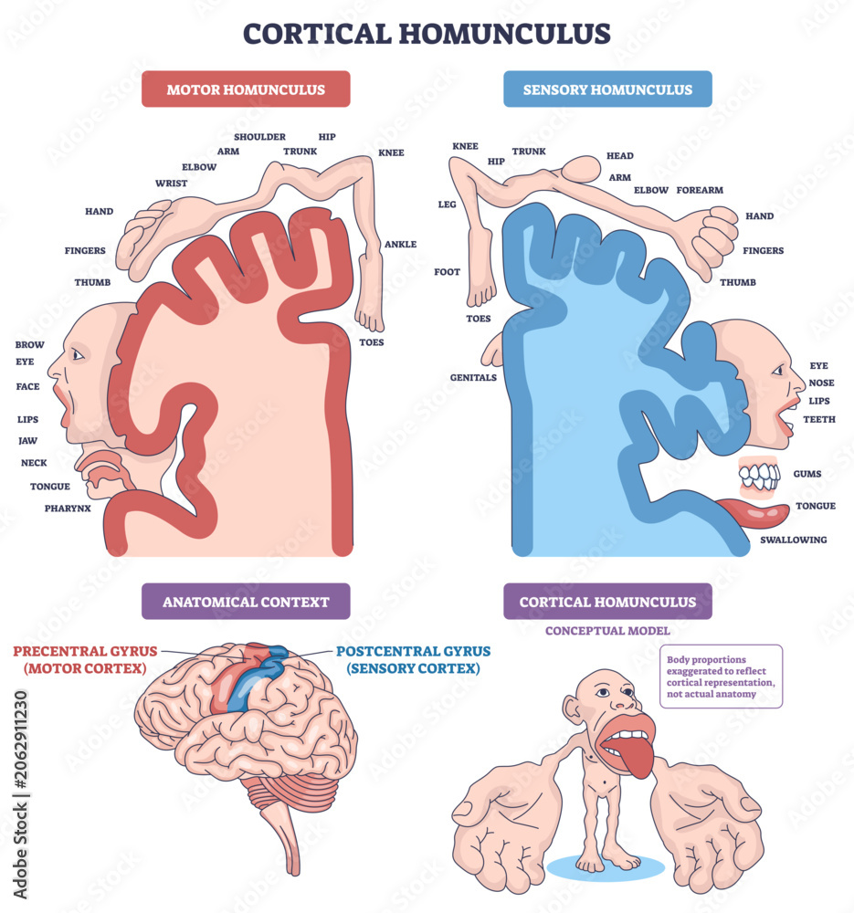 Cortical homunculus diagram showing how body areas map to cortex, motor ...