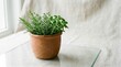 © Sariyono - Green Rosemary Plant Growing In Brown Pot On Table.