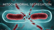 © SMZahid - Mitochondrial segregation process in cell division with organelles and membranes  cell biology concept