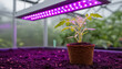 © Alex & M Studio - Young green tomato seedling growing in a small peat pot on dark soil under a bright purple led grow light in a modern indoor greenhouse for artificial agricultural cultivation