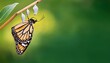 © Amber - monarch butterfly chrysalis hanging on milkweed branch natural green background with copy space